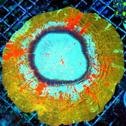 8x8 ACANTHOPHYLLIA CORAL - HANDPICKED COLLECTOR'S ITEM ORANGE STRIPPED GOLD/ORANGE