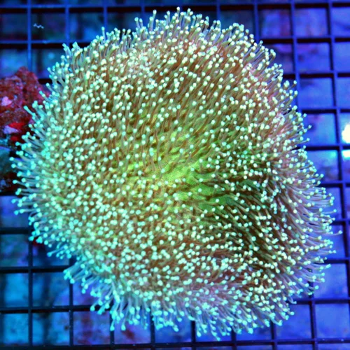 6x6 TOADSTOOL LEATHER CORAL - VERY VERY NICE WHITE AND BLUE TOADSTOOL LEATHER