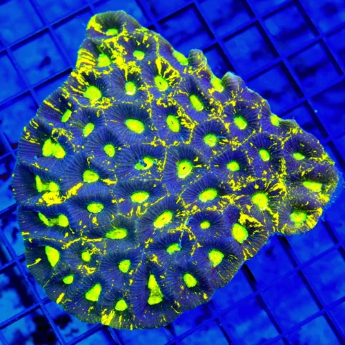 4.5x4.5 GONIASTREA CORAL - SUPER PURPLE LEMON LIME YELLOW GONIASTREA CORAL