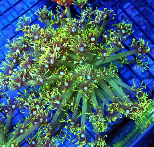 8x8 GONIOPORA CORAL - NEON BLUE EYED YELLOW TIPPED GONIOPORA CORAL