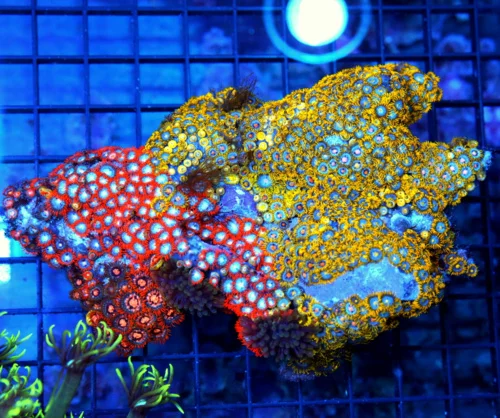 6.5x5 COMBO ZOANTHID CORAL - ULTRA GRADE RARE COLORED FIJI COMBO ZOANTHID CORAL COLONY
