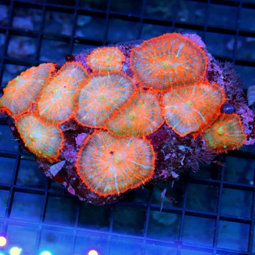 4.5x4.5 RHODACTIS MUSHROOM CORAL - ULTRA COLORED RARE RHODACTIS MUSHROOM COLONY ROCK