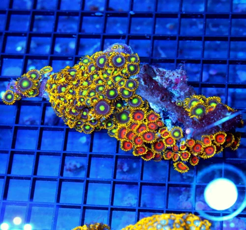 6x3 COMBO ZOANTHID CORAL - ULTRA GRADE ULTRA COLORED ZOANTHID CORAL COLONY
