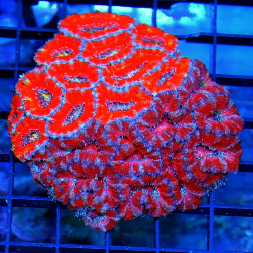 4.5x4.5 COMBO ACANTHASTREA LORDHOWENSIS CORAL - ULTRA COLORED COMBO ULTRA GRADE ACANTHASTREA LORD