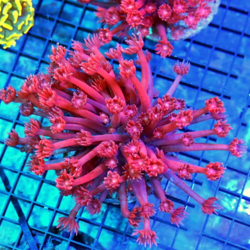 5.5x5.5 XL GONIOPORA CORAL - SUPER NEON RED LONG TENTACLED GONIOPORA CORAL