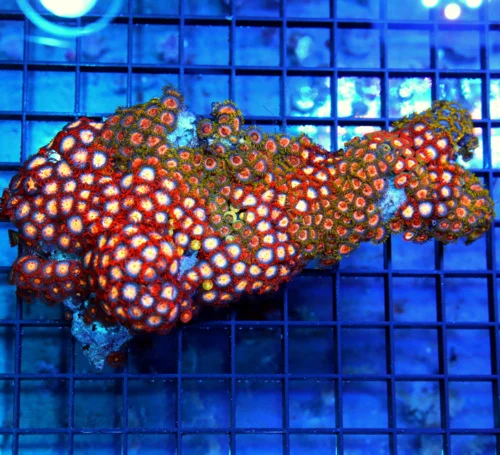 6x3 COMBO ZOANTHID CORAL - ULTRA GRADE RARE COLORED FIJI COMBO ZOANTHID CORAL COLONY