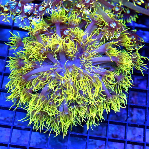 5x5 GONIOPORA CORAL - SUPER YELLOW ULTRA COLORED BLUE EYED GONIOPORA CORAL