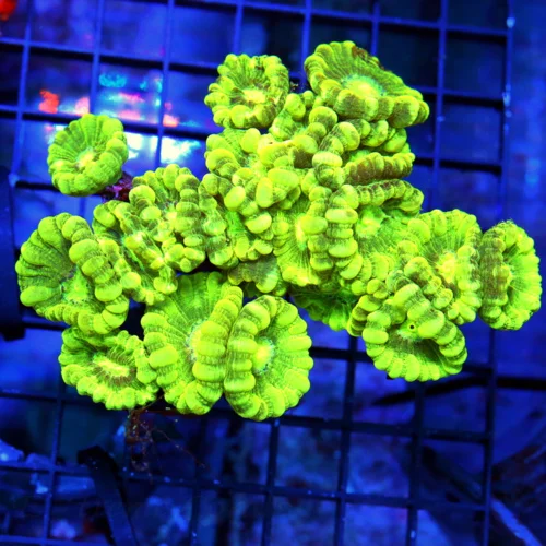 5.5x4 CANDY CANE CORAL - STRIPPED LEMON LIME GREEN CANDY CANE CORAL