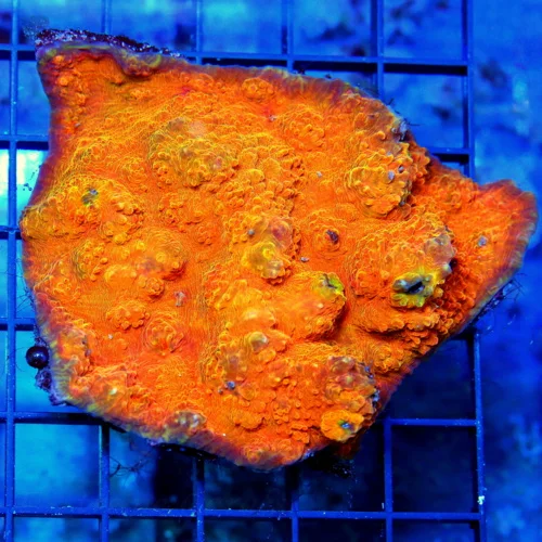 4.5x4 CHALICE CORAL - ULTRA COLORED RED LAVA FLOW VERY NICE CHALICE