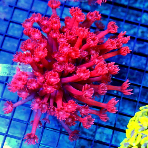 5.5x5.5 GONIOPORA CORAL - SUPER NEON CHERRY BOMB RED GONIOPORA CORAL