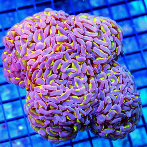 6.5x6 BRANCHING HAMMER CORAL - WICKED PURPLE TIPPED YELLOW BRANCHING HAMMER CORAL