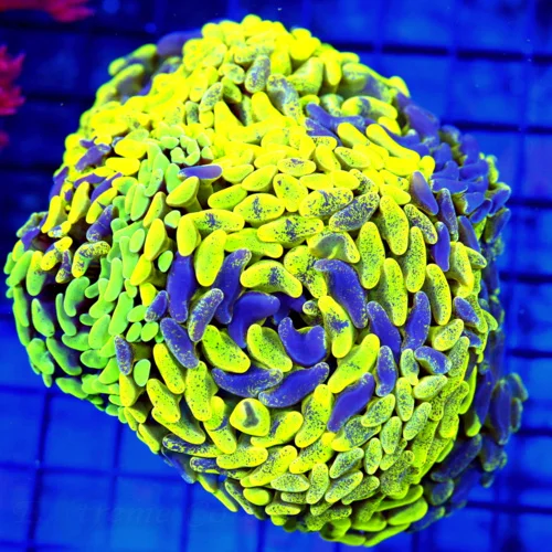6x5.5 BRANCHING HAMMER CORAL - INSANE MULTICOLORED NEON YELLOW BLUE PAINTED BRANCHING HAMMER