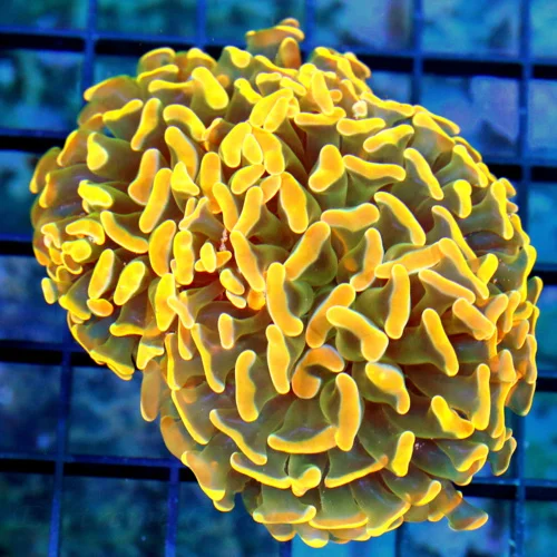 4.5x3.5 BRANCHING HAMMER CORAL - BEAUTIFUL NEON NEON ORANGE ULTRA GRADE BRANCHING HAMMER CORAL