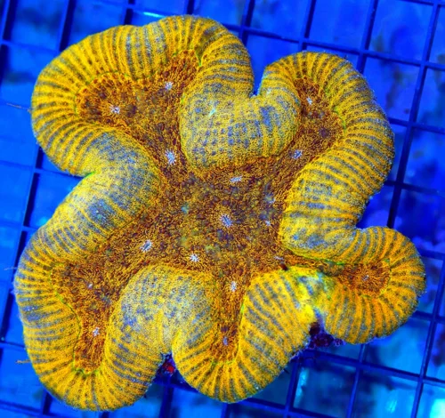 5x5 LOBOPHYLLIA CORAL - ABSOLUTELY STUNNING NEON ORANGE LOBOPHYLLIA
