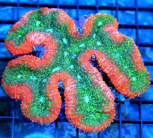 5.5x5.5 LOBOPHYLLIA CORAL -OUTSTANDING ULTRA COLORED ULTRA GRADE LOBOPHYLLIA