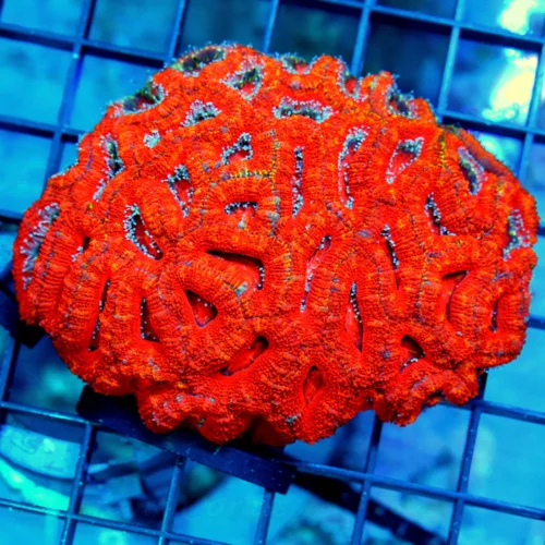 4.5x4 ACAN LORDHOWENSIS CORAL - BAD TO THE BONE RAINBOW ACAN LORDHOWENSIS CORAL