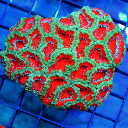 4.5x4 ACAN LORDHOWENSIS CORAL - BAD TO THE BONE ULTRA COLORED ACAN LORDHOWENSIS CORAL