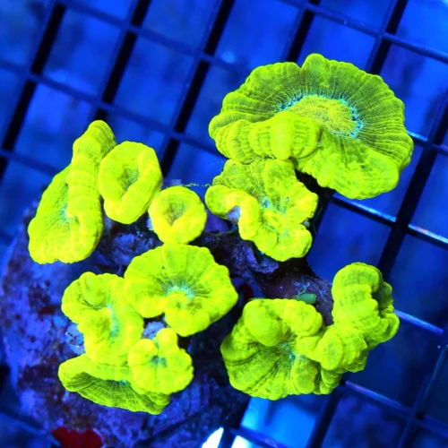 4.5x4.5 CANDY CANE CORAL - ULTRA COLORED "KRYPTONITE" CANDY CANE CORAL