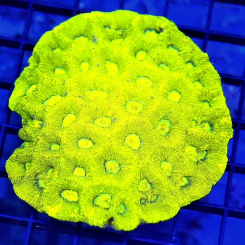 4.5x4.5 GONIASTREA CORAL - OUT OF THIS WORLD PREDATOR'S BLOOD YELLOW GONIASTREA