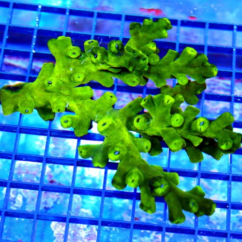 6x5 BLACK SUN POLYP CORAL - (NOT FULLY OPEN IN PHOTO) VERY VERY HARD TO GET BLACK SUN POLYPS