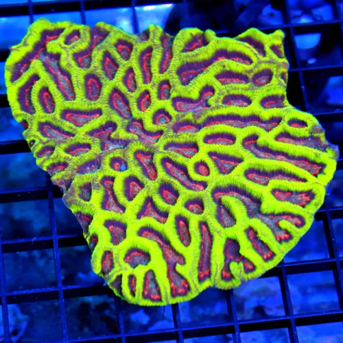 5.5x4.5 PLATYGYRA CORAL - ABSOLUTELY STUNNING PINK EYED PLATYGYRA CORAL