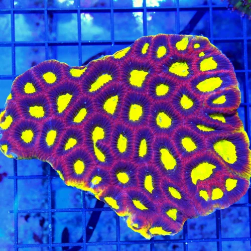 5.5x4.5 FAVIA CORAL - HANDPICKED YELLOW RIMMED COLLECTOR'S PIECE DRAGON SOUL FAVIA CORAL