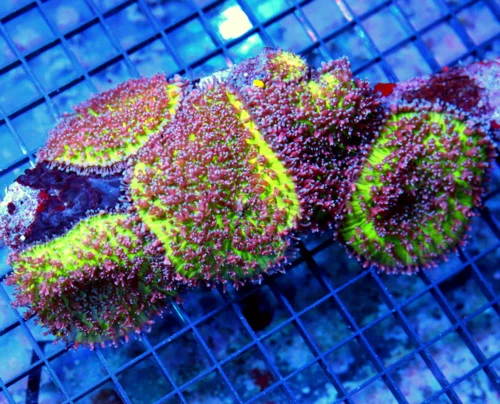 6.5x4.5 HAIRY MUSHROOM CORAL - VERY VERY NICE ULTRA COLORED PURPLE AND GREEN HAIRY MUSHROOM