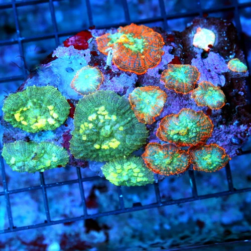 4.5x4 COMBO RHODACTIS MUSHROOM CORAL - ULTRA COLORED HANDPICKED COMBO RHODACTIS MUSHROOM CORAL