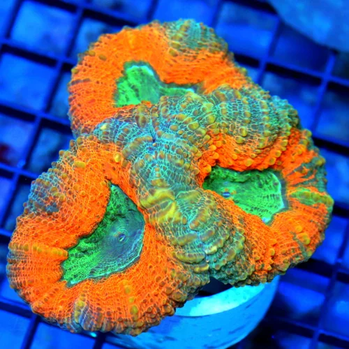 4x3 LOBOPHYLLIA CORAL - BAD TO THE BONE MULTICOLORED ORANGE AND GREEN LOBOPHYLLIA CORAL