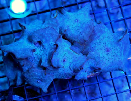 5.5x4.5 DISCOSOMA MUSHROOM CORAL - VERY VERY INTENSE BLUE BLUE DIAMOND DISCOSOMA MUSHROOM CORAL