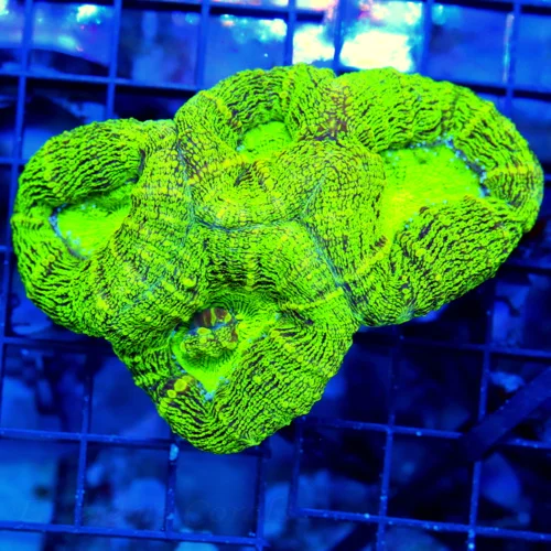 4.5x4 LOBOPHYLLIA CORAL - SUPER NEON GREEN LOBOPHYLLIA CORAL