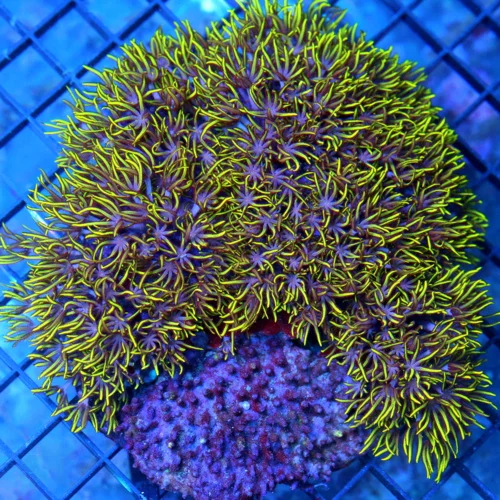 5.5x5 GREEN STAR POLYP CORAL - VERY NICE GREAT SIZE SHAPE AND COLOR