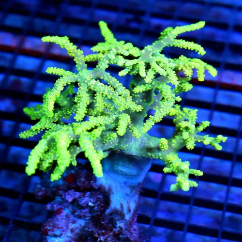 7x6 SINULARIA LEATHER CORAL - RARELY IMPORTED YELLOW AND PURPLE SINULARIA LEATHER CORAL