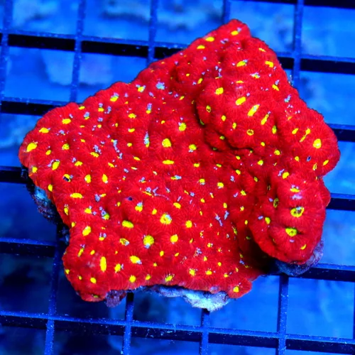 4x4 WAR CORAL FAVITES - ULTRA COLORED YELLOW EYED WAR CORAL FAVITES