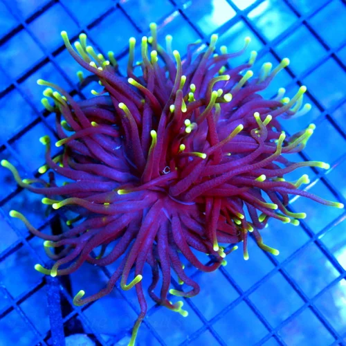 4.5x4 TORCH CORAL - SUPER PURPLE NEON GREEN TIPPED TORCH CORAL
