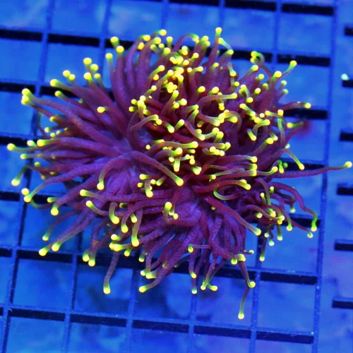 4.5x4 TORCH CORAL - DOUBLE HEADED ULTRA COLORED RASTA TORCH CORAL