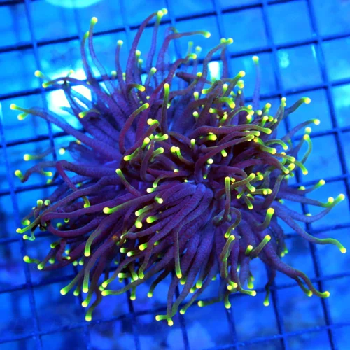 5x5 TORCH CORAL - DOUBLE HEADED ULTRA COLORED RASTA TORCH CORAL