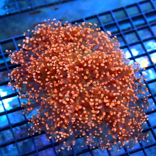 7x6 BRANCHING OCTOSPAWN CORAL - OUT OF THIS WORLD RARE YELLOW TENTACLED BLUE TIPPED OCTOSPAWN