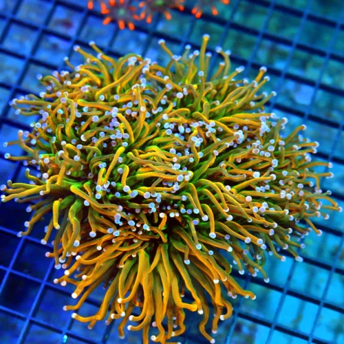 6x6 COMBO TORCH CORAL - HOLY GRAIL / HOLY QUACOMOLE CENTERPIECE TORCH CORAL
