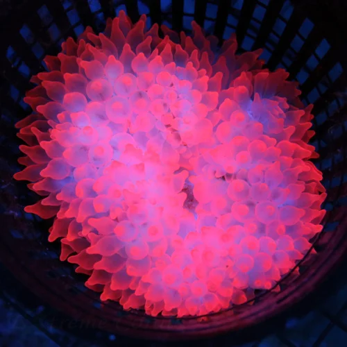 5x5 BUBBLE TIP ANEMONE -ULTRA COLORED FLAME TIP COLLECTOR ITEM BUBBLE TIP ANEMONE