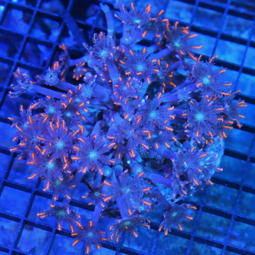 5.5x5 CLOVE POLYPS CORAL - CLOVE POLYP CORAL - ORANGE TENTACLED PURPLE EYED CENTERED CLOVE POLYPS