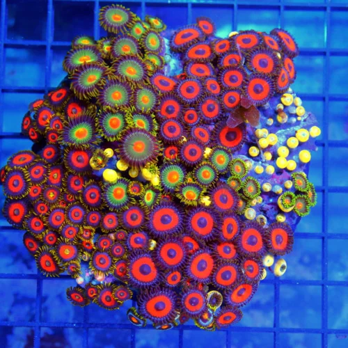 5x5 XL COMBO ZOANTHID CORAL - MIXED HAPPY FAMILY COMBO ZOANTHID CORAL COLONY
