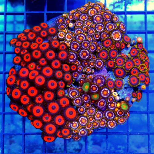 5x5 XL COMBO ZOANTHID CORAL - MIXED HAPPY FAMILY COMBO ZOANTHID CORAL COLONY