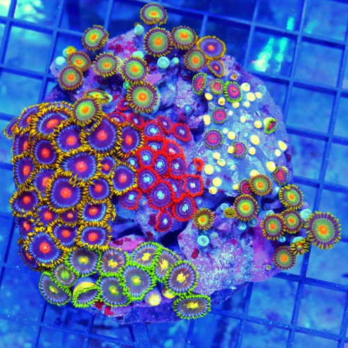5x5 XL COMBO ZOANTHID CORAL - MIXED HAPPY FAMILY COMBO ZOANTHID CORAL COLONY