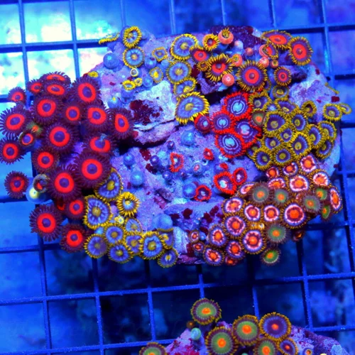 4.5x4 XL COMBO ZOANTHID CORAL - MIXED HAPPY FAMILY COMBO ZOANTHID CORAL COLONY