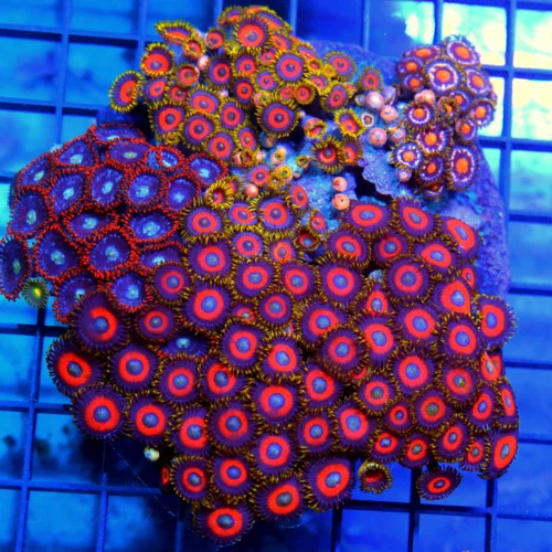 5x5 XL COMBO ZOANTHID CORAL - MIXED HAPPY FAMILY COMBO ZOANTHID CORAL COLONY