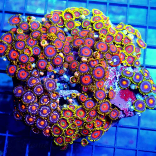 5.5x5 XL COMBO ZOANTHID CORAL - MIXED HAPPY FAMILY COMBO ZOANTHID CORAL COLONY