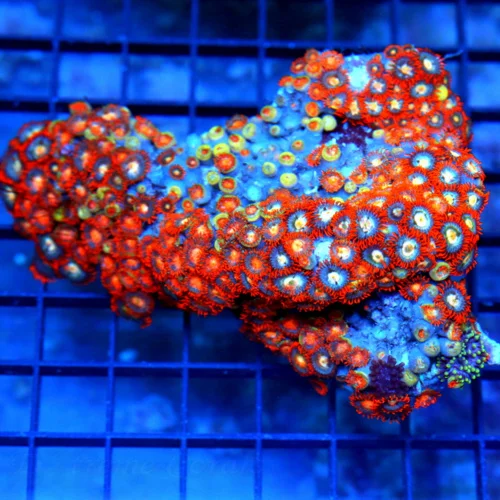 5x4 COMBO ZOANTHID CORAL - ULTRA GRADE RARE COLORED FIJI COMBO ZOANTHID CORAL COLONY