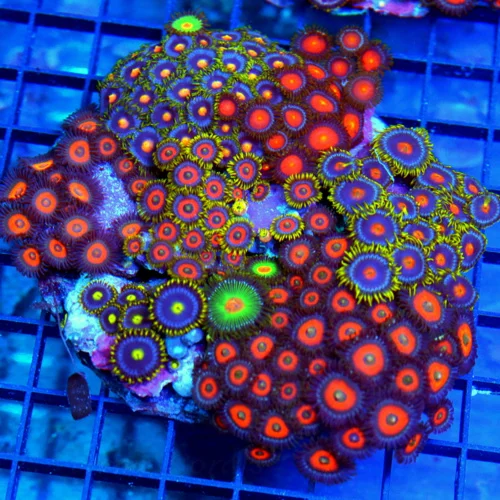 5x4.5 XL COMBO ZOANTHID CORAL - MIXED HAPPY FAMILY COMBO ZOANTHID CORAL COLONY
