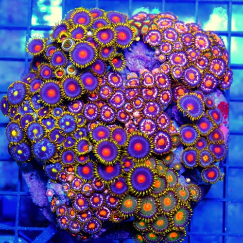 5x5 XL COMBO ZOANTHID CORAL - MIXED HAPPY FAMILY COMBO ZOANTHID CORAL COLONY